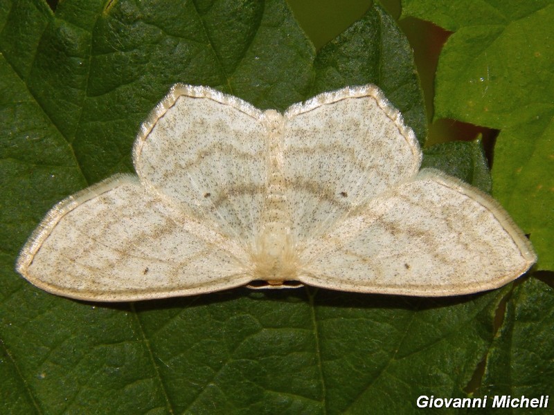 Scopula nigropunctata?